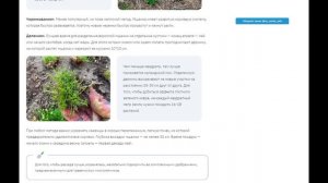 Мшанка шиловидная - посадка и размножение: 3 самых простых способа