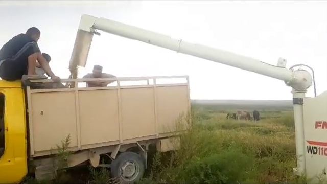 Один самых дорогих сортов риса в Кыргызстане — его урожай убирают в Баткене