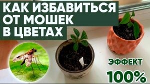 МОШКИ В ЦВЕТАХ КОМНАТНЫХ в земле как избавиться