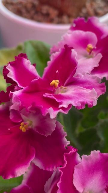 Цветение фиалки