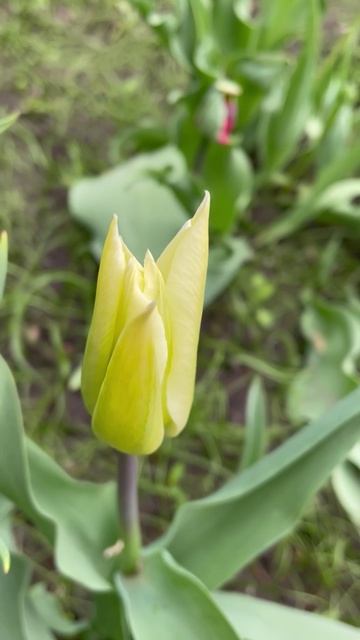 Цветение тюльпанов