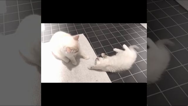 Веселые котики и милые котята | Подборка видео приколов с котами смотреть онлайн