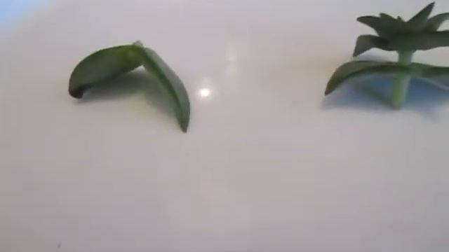 "Денежное дерево-1. Или – Крассула, Толстянка! Мои новинки))" смотреть онлайн