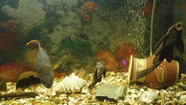 Аквариумные рыбки 🐠🐟🐠