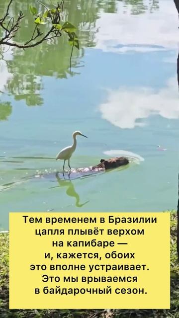 Цапля на капибаре