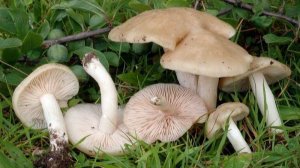 ГРИБЫ ТЕРНОВИКИ или ЭНТОЛОМА САДОВАЯ Где Собирать  что делать #грибы #терновик #подсливник #рядовка