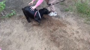 Русский охотничий спаниель. Прогулка с собакой. Собака купается.