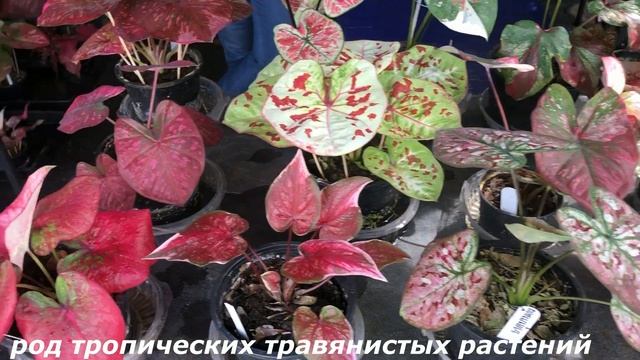 ЦВЕТОЧНЫЙ РЫНОК ЧАТУЧАК В БАНГКОКЕ – ОБЗОР первая часть смотреть онлайн