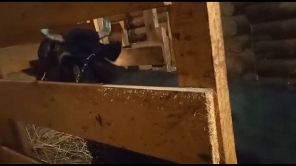 Подготовка заказа и отёл нашей Юняши)) НОЧКИНО ПОДВОРЬЕ