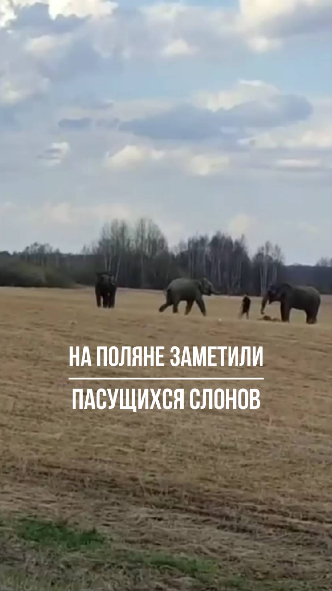 Суровые уральские слоны смотреть онлайн