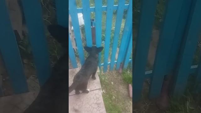 /Мислика\собака лаит напустую стену