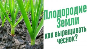 Чеснок, выращенный в саду на Барматухе.