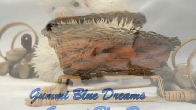 №84 Онлайн-Выставка африканских ежей смотреть онлайн