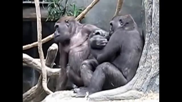 Приколы №2 Про обезьян смотреть онлайн