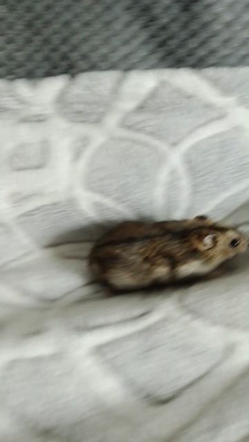 мася мышь