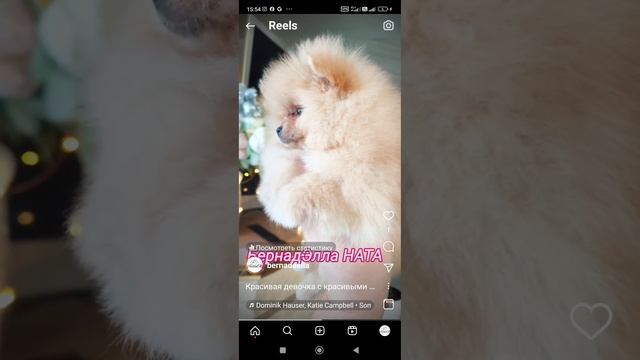девочка померанского шпица Продажа ☎89031200386 Дата рождения 25-09-23г смотреть онлайн