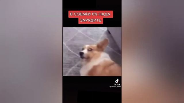 Улыбнулся– поставил лайк смешные видео из тик ток смотреть онлайн