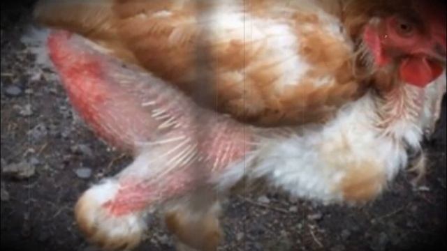 Куры клюют друг друга до крови? Срочно делайте ЭТО! смотреть онлайн