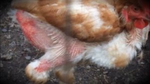 Куры клюют друг друга до крови? Срочно делайте ЭТО!