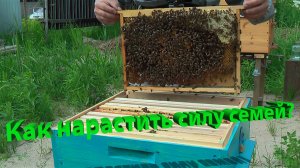 Секреты наращивания сильных пчелосемей от профессора Пашаян