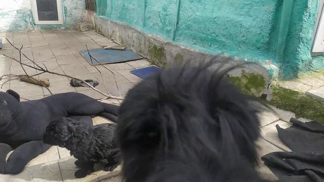 Социализация. Роман- Кош Цертус и Царина с мамкой Цирцеей, Пулей. 1 мес. 3.04.24. Севастополь смотреть онлайн