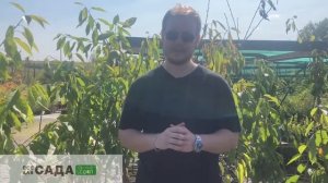 все о вишне сорт  "Драгоценный кармин"