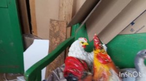 что буду готовить на мангале, затопила баню, и как после зимы сохранились мой саженцы, цветы.