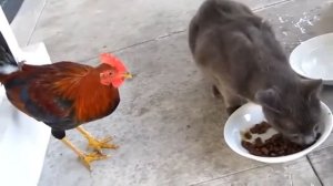 Смешные животные. Петух против кота. Кошки и котята