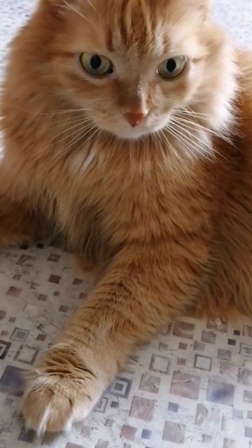 Золотой котик #котики #озвучка #юмор #приколы смотреть онлайн
