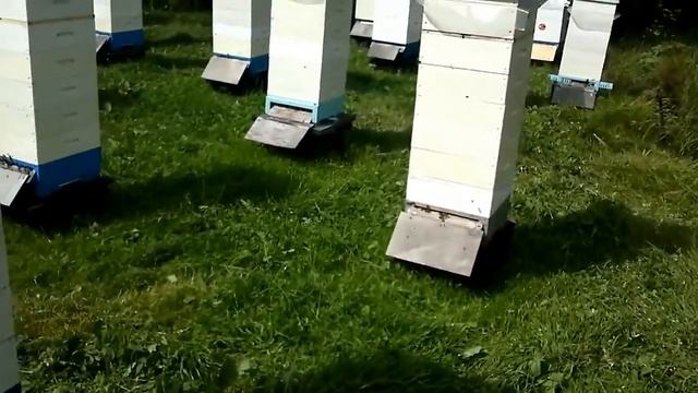 С Медовым Спасом! смотреть онлайн