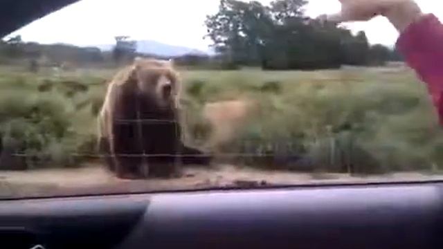 Вежливый медведь Gentle bear Юмор! Прикол! Смех смотреть онлайн