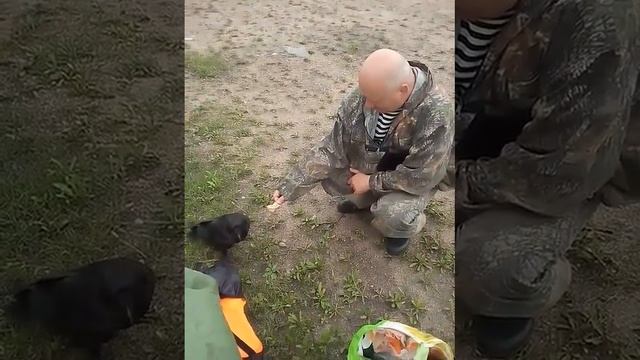 Любопытная ворона смотреть онлайн