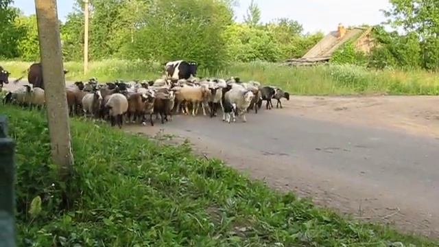 Стадо идущее домой. смотреть онлайн
