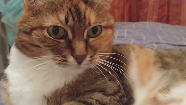 Дульсинея ищет ДОМ! 89122852551 Жанна смотреть онлайн