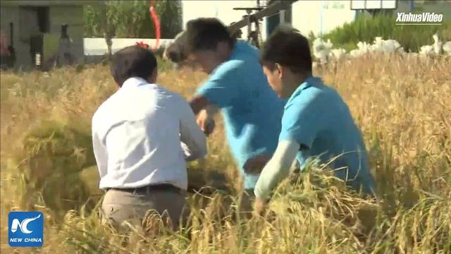 LIVE: Harvesting "sea rice" in Qingdao, China смотреть онлайн
