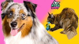 Активные игры для питомцев — Кусь-шоу — Весёлые приключения питомцев