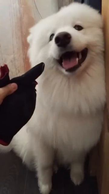 Самоед съел перчатку) смотреть онлайн