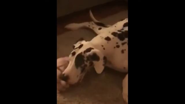 ЛЮТЫЕ ПРИКОЛЫ Котомафия как она есть Приколы с котами - Прикольное видео (2019) МатроскинТВ смотреть онлайн