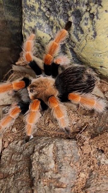 Cardi was one of my first tarantulas and my first female. She is a Brachypelma boehmei смотреть онлайн