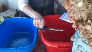 Первая весенняя обработка сада / 3% Бордоская смесь для плодовых.