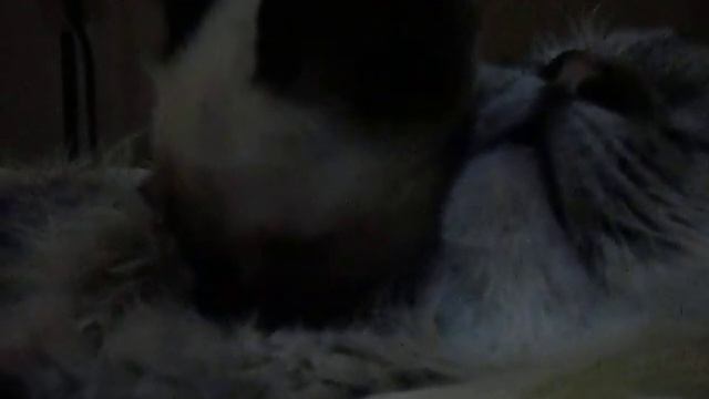 Котэ-сосун ч.2