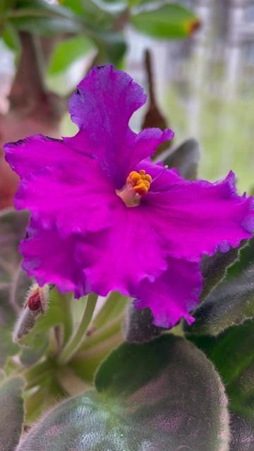 Цветение фиалки завораживает