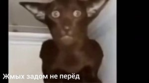 Миша, ты что пукнул? все вариации мемы