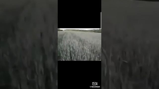 только для армянского и езидского народа .ну и тех кто понимает тот язык смотреть онлайн