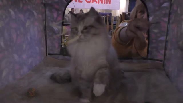 Выставка кошек в Арт дворце 21.10.2017 смотреть онлайн