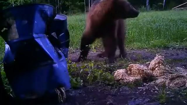 Медведь на приваде смотреть онлайн