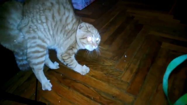 Ржака. Убойные животные. Что творят? Жесть. смотреть онлайн