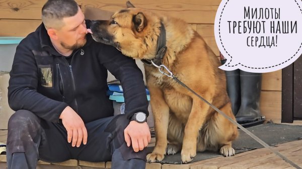 У Пса Кубика дефицит чесаний в организме. Срочно необходимо поднять уровень чесаний!