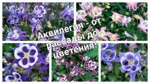 Аквилегия (водосборник или орлики) от семян до роскошных цветов в одном видео.