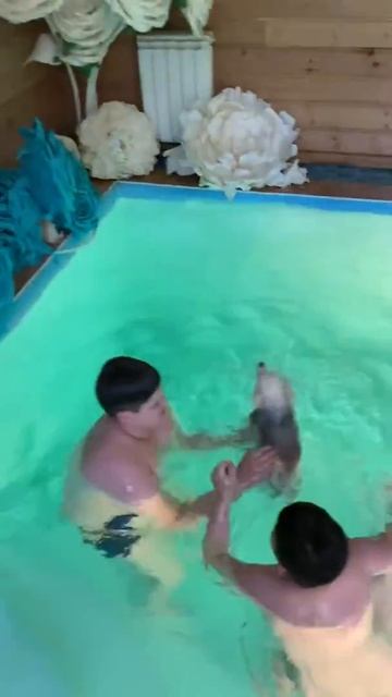 Дети и шпицы вместе в бассейне/21.06.20 смотреть онлайн